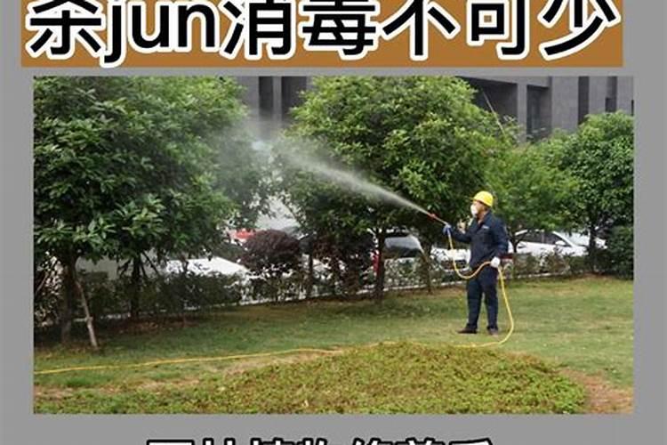 刚砍伐了主干的树可以施肥吗？