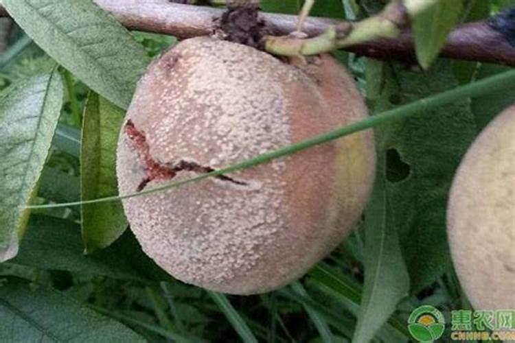 桃树腐烂变坏怎么办？褐腐病防治方法