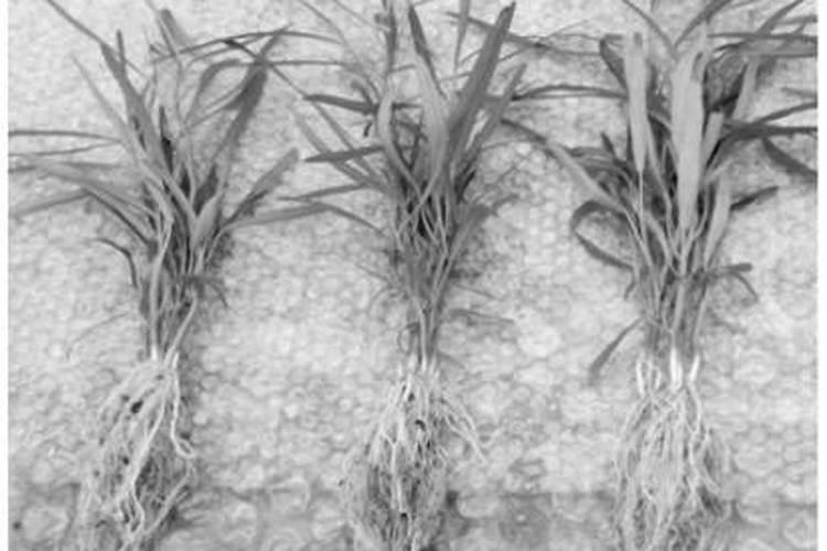 种植西红柿施肥别乱用肥料了,如何正确科学的施肥呢？