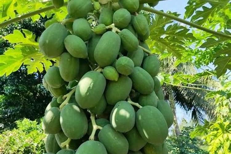 红心木瓜几年能结果？怎么种植？