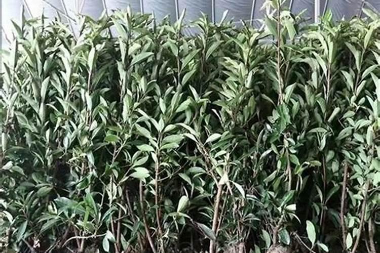 冬青树什么时候种植最佳时机存活率最高呢