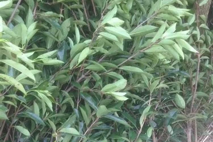 冬青扦插几月份最好？法国冬青种植方法