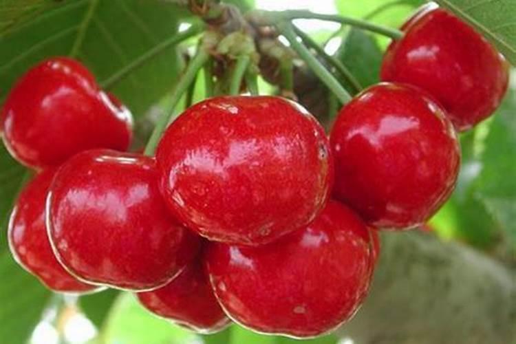 车厘子怎么种植以及怎样进行管理呢