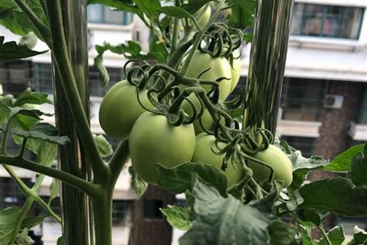 花盆种菜怎么施肥