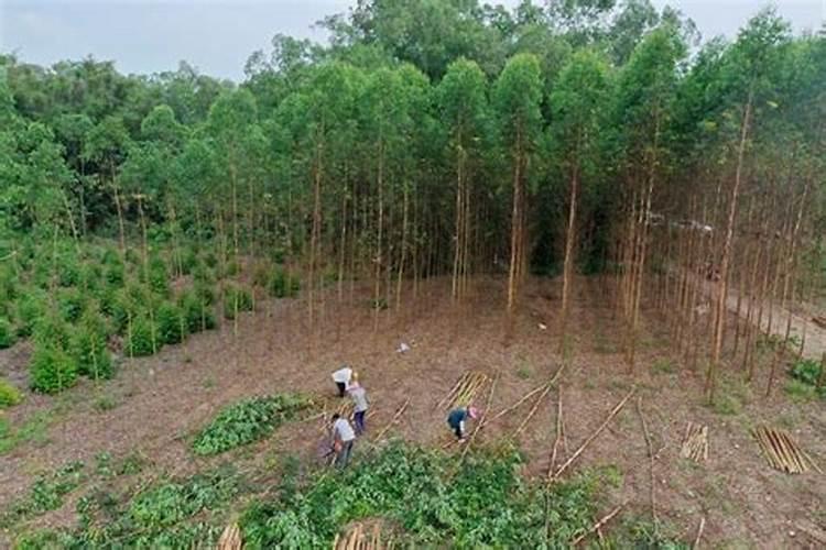 种植桉树后大概多久放肥料？