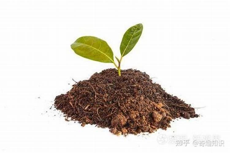 蕃茄开花肘需要加什么肥