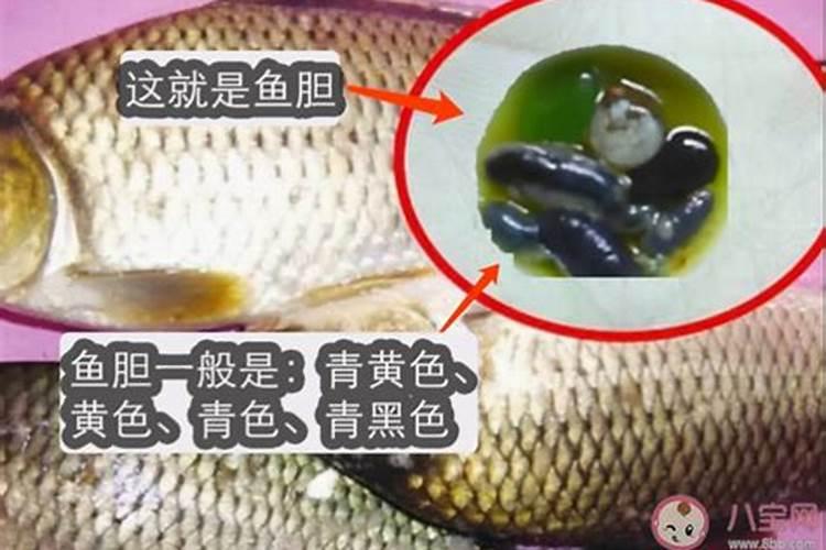 鱼头里面有鱼胆吗