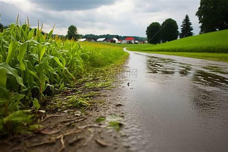 雷雨发庄稼的原理