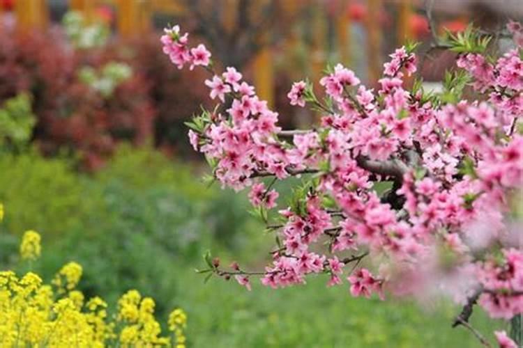 桃树保花保果用什么