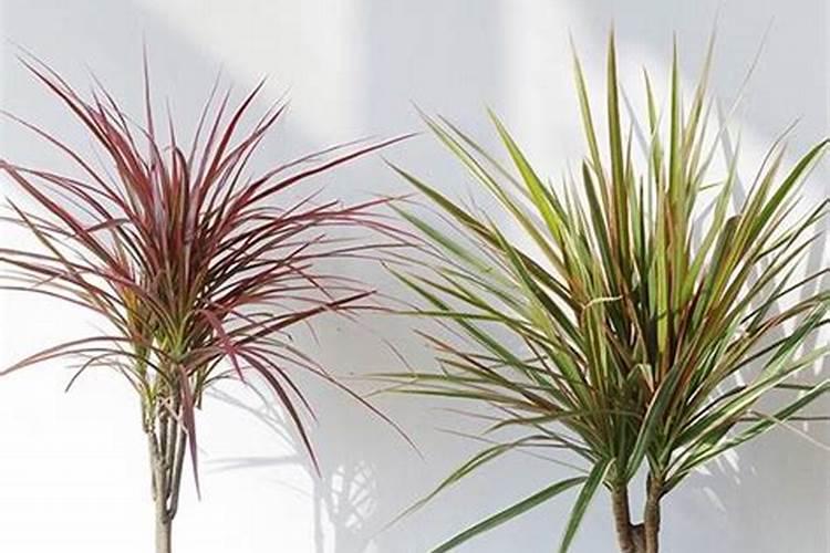 千年木怎么长得快？