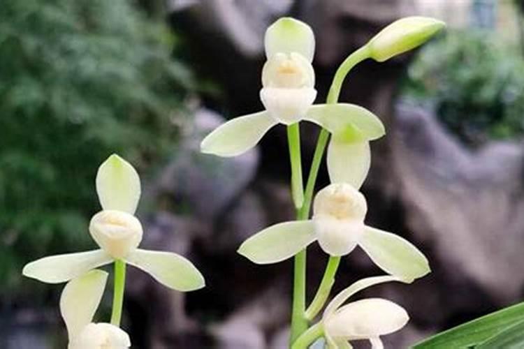 兰花施肥时间和方法