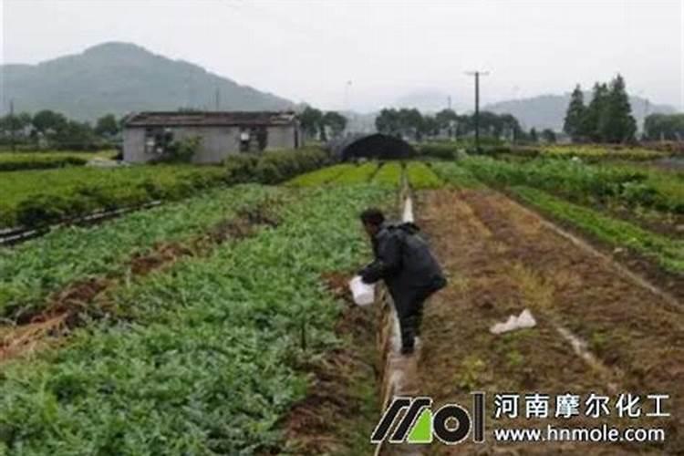 大量元素水溶肥怎么施用