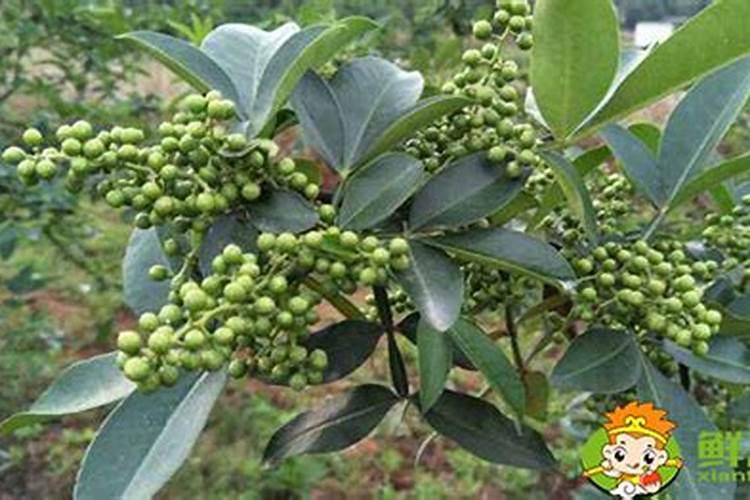 重庆江津地区地区的酒业青花椒每次用药的时候都可以用磷酸二氢钾吗...