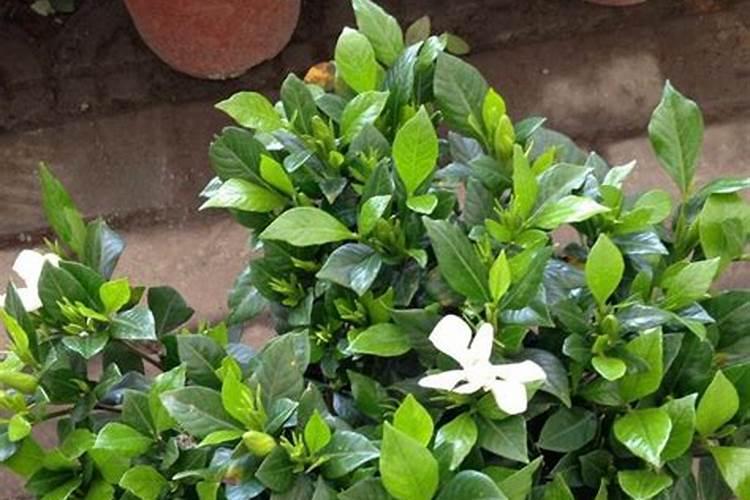 栀子花换盆后多久施肥