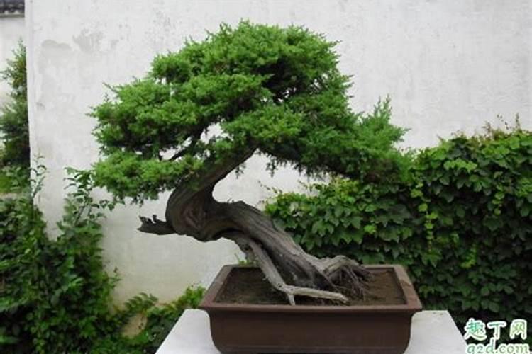 刺柏怎么养殖方法