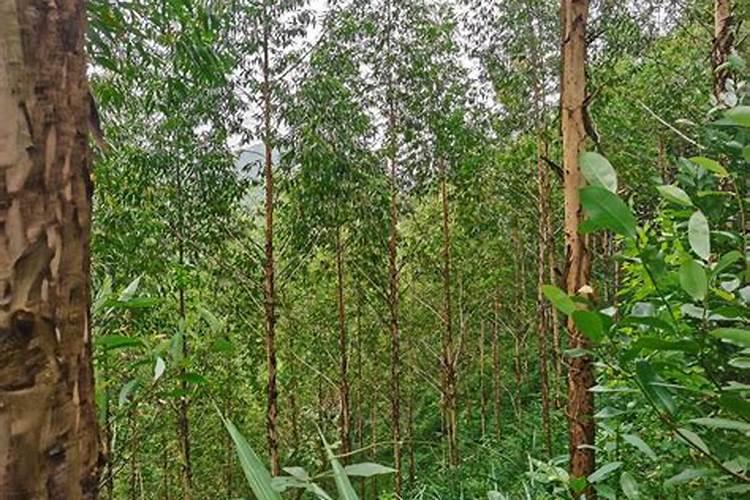种植桉树后大概多久放肥料？
