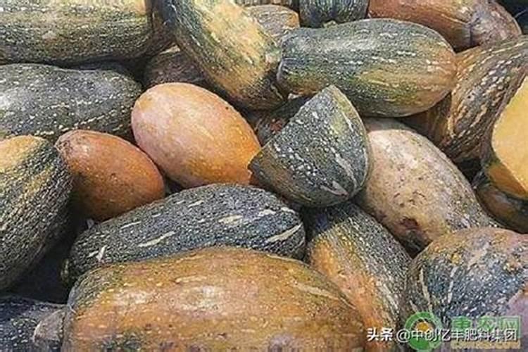 黄河蜜瓜怎么种