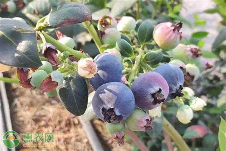 蓝莓都在什么时间段使用硼肥？