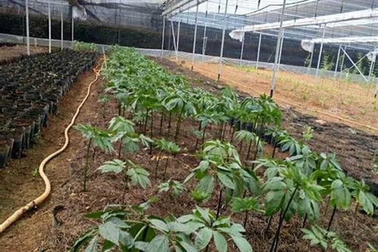名贵药材三叶青栽培关键技术!