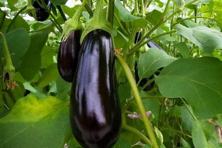 种茄子辣椒用什么做底肥好