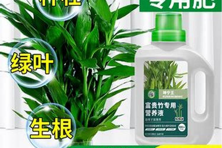 观音竹施肥方法及注意事项 春季棕竹怎么施肥
