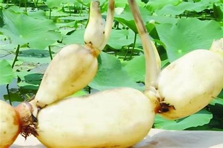 莲藕用什么肥料好？氯化钾好吗？