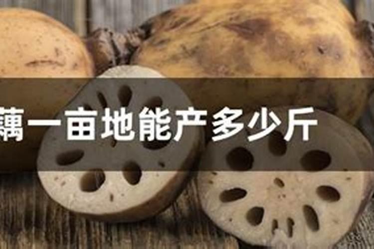 磷酸二氢钾在大田种植莲藕时的使用方法？