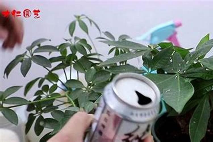 浇水兑点它,花越长越有劲,比淘米水还好使!