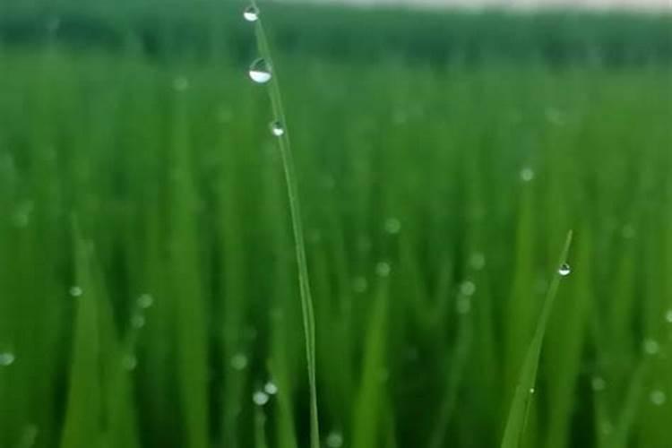 水稻硼肥的作用及使用方法