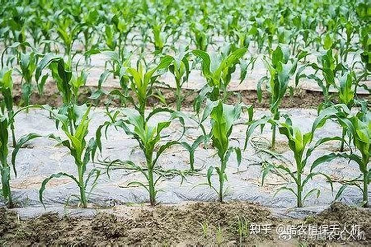 玉米什么时候打叶面肥好 使用方法有哪些