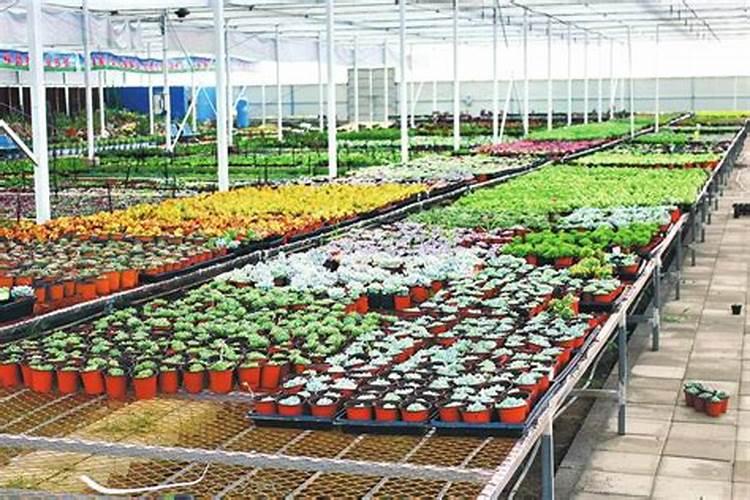 多肉肥料哪种好