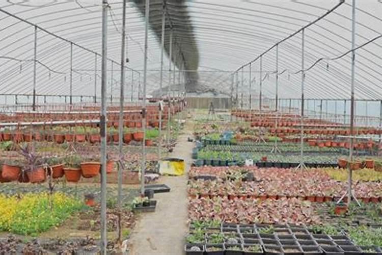 多肉植物的肥料有哪些