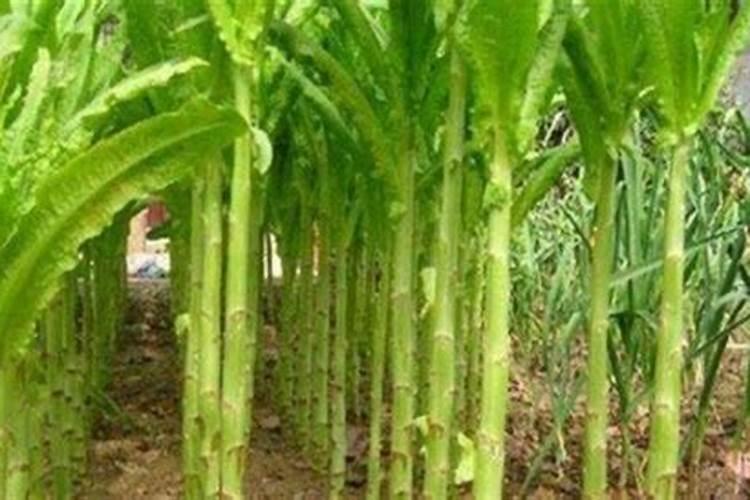 莴笋追肥用什么肥料好？