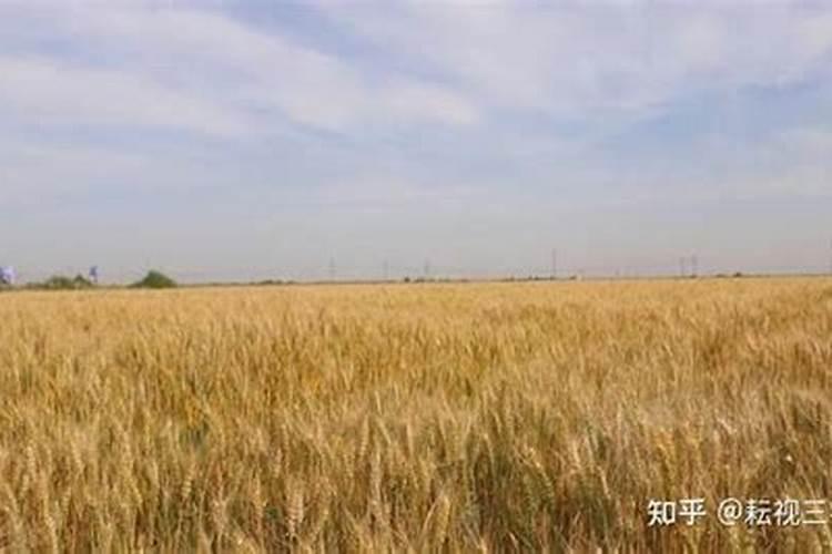 种小麦每亩地施200百斤钙镁磷可以吗？