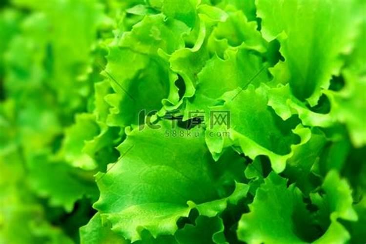 生菜需要施几次肥？