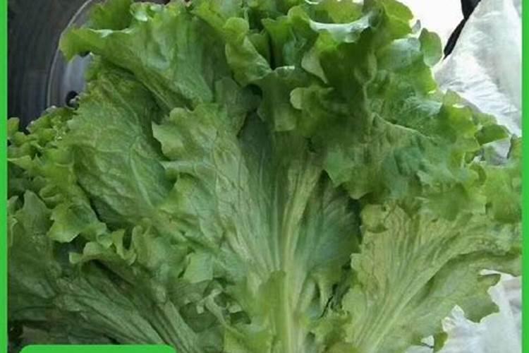 用水如何栽培生菜