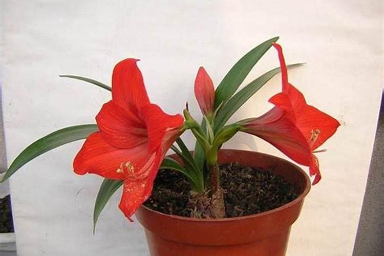 朱顶红花期养护