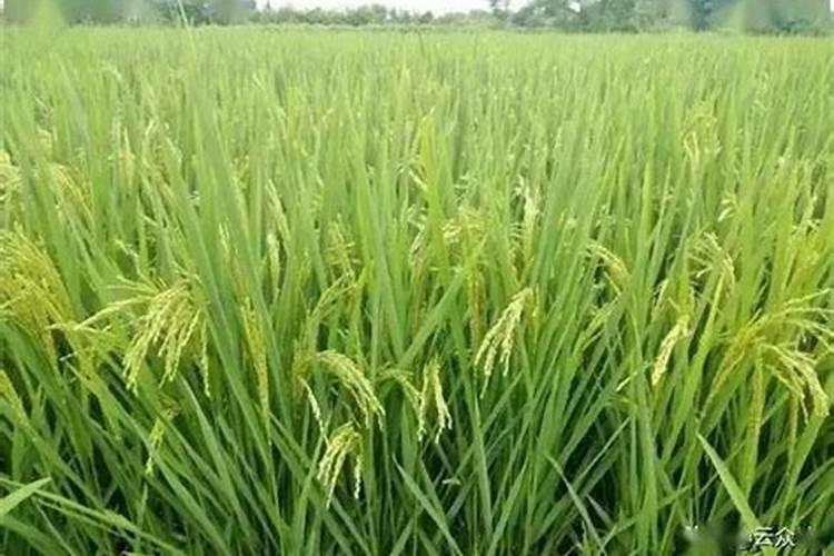 叶面肥有哪些使用误区？ 五氯酚钠稻田除草方法及注意事项总结