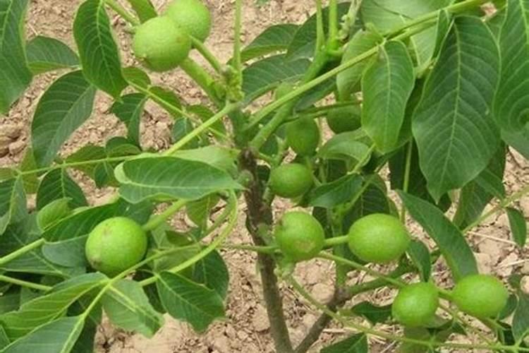 核桃树上什么肥料