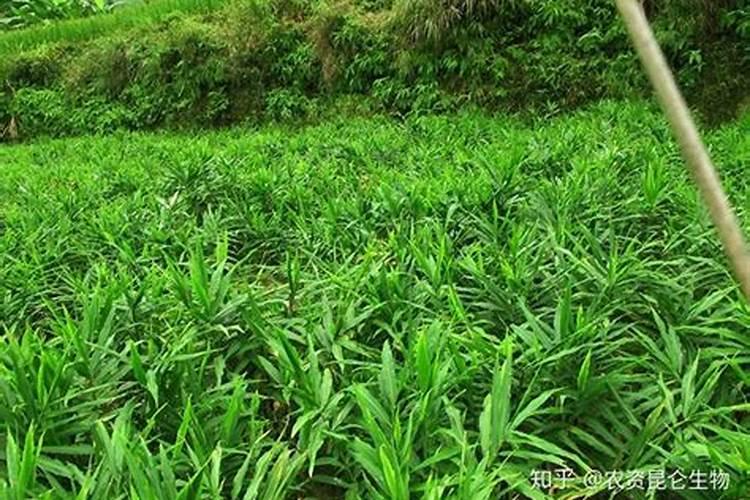 姜瘟如何用药防治,谢谢专家
