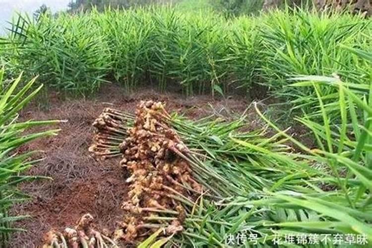生姜死苗、烂姜减产的原因有哪些,优质的防治方案技术措施来了