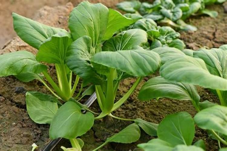 油菜硼肥的最佳使用时期和用量