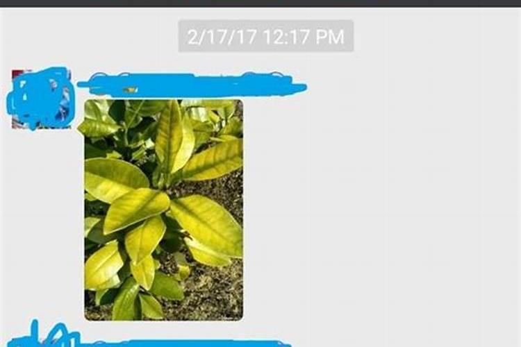 柚子树长年不开花结果该如何处理？