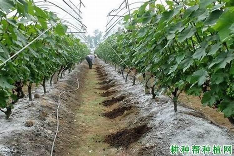 葡萄什么时候上肥料最好