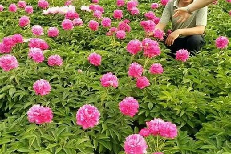 白芍花苞一个一个枯萎是什么原因