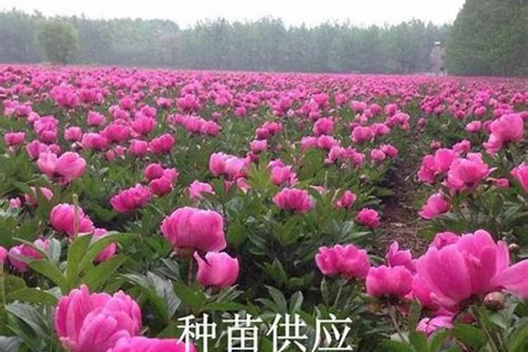 白芍可用哪些肥料