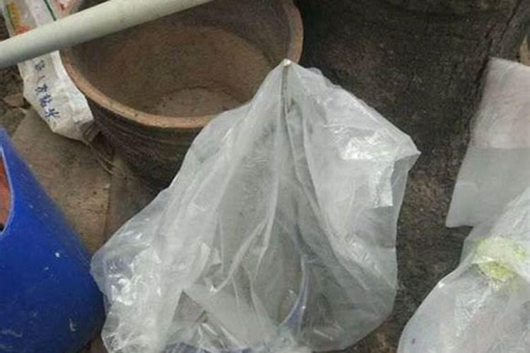 老师葡萄袋套完了怎样管理以后