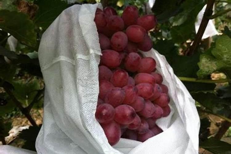 苹果套完袋上什么肥料？