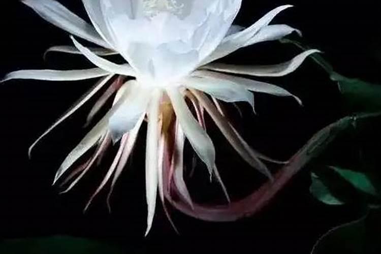 昙花冬季几度搬到室内 昙花冬季什么时候搬到室内