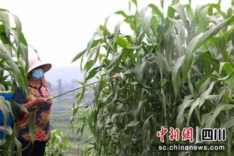 魔芋是什么